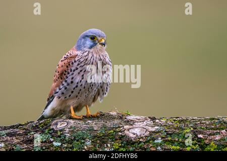 Turmfalke (Falco tinnunculus) Männchen Stockfoto