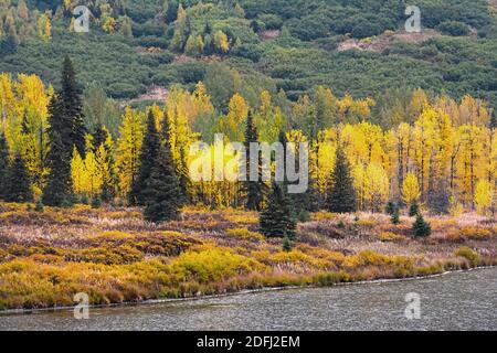 Alaska fall colors - Spruce and Aspen trees Stockfoto