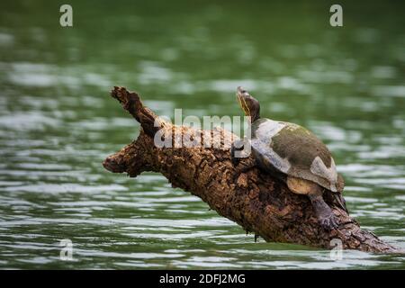 Schieberegler Schildkröte, Chrysemys ornata, auf einem Baumstamm in Gatun See, Doppelpunkt Provinz, Republik Panama. Stockfoto