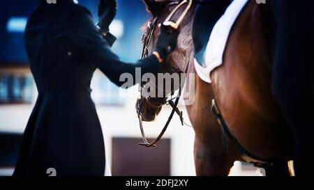 Ein Reiter in einem dunklen Anzug und Handschuhen passt den Steigbügel auf dem Sattel an, legt ein starkes Bay Pferd an. Pferdesport. Reiten. Dressur. Stockfoto