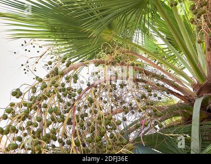 Washingtonia filifera Palmen Landschaft Stockfoto