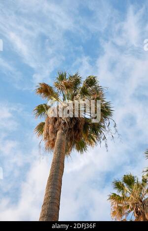 Washingtonia filifera Palmen Landschaft Stockfoto