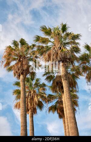 Washingtonia filifera Palmen Landschaft Stockfoto