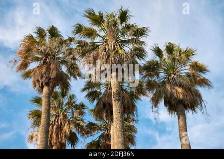Washingtonia filifera Palmen Landschaft Stockfoto
