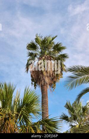 Washingtonia filifera Palmen Landschaft Stockfoto