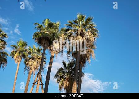 Washingtonia filifera Palmen Landschaft Stockfoto