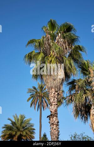 Washingtonia robusta Palmenrinde aus nächster Nähe und frisches Laub Stockfoto