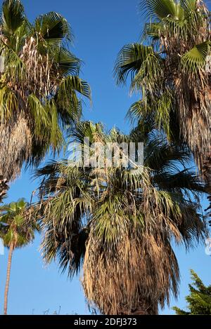 Washingtonia robusta Palmenrinde aus nächster Nähe und frisches Laub Stockfoto