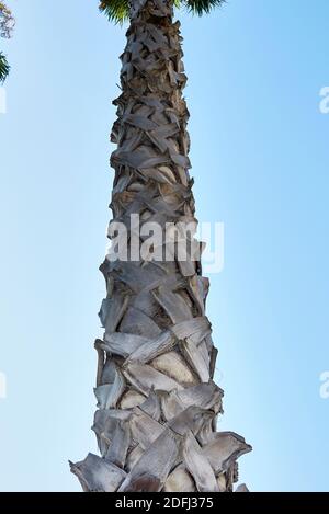 Washingtonia robusta Palmenrinde aus nächster Nähe und frisches Laub Stockfoto