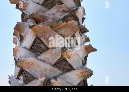 Washingtonia robusta Palmenrinde aus nächster Nähe und frisches Laub Stockfoto