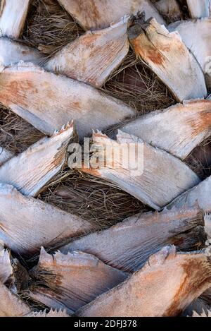 Washingtonia robusta Palmenrinde aus nächster Nähe und frisches Laub Stockfoto
