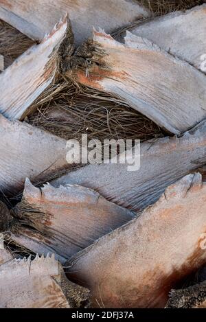 Washingtonia robusta Palmenrinde aus nächster Nähe und frisches Laub Stockfoto