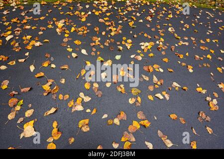 Laub auf Asphalt Stockfoto