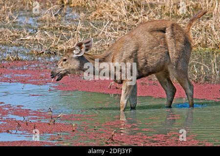 sambar, ein großer Hirtenhund in Indien Stockfoto