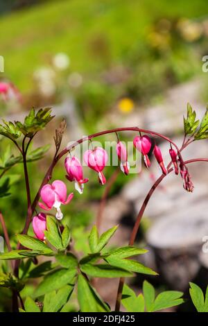 Zweig mit Blumen Lamprocapnos spectabilis oder blutende Herz aus nächster Nähe Stockfoto