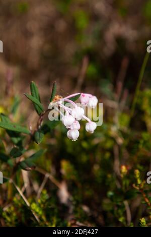 Andromeda polifolia oder Moor Rosmarin. Pflanzen Sie Blumen aus nächster Nähe Stockfoto