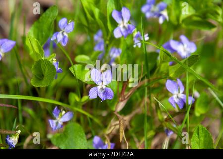 Blüten wildes Waldviolett oder Viola odorata im Frühlingswald Stockfoto