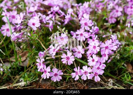 Schleichende Phlox - Phlox subulata oder Moos phlox Nahaufnahme Stockfoto