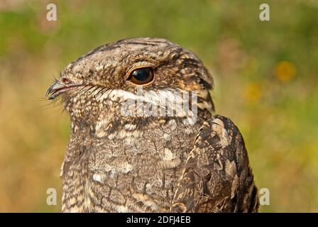 Europäischer Nachtschwalbe (Caprimulgus europaeus), Nahaufnahme Stockfoto