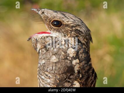 Europäischer Nachtschwalbe (Caprimulgus europaeus), Nahaufnahme Stockfoto