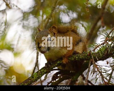 Red Eichhörnchen in Fichte thront - Nahaufnahme Stockfoto