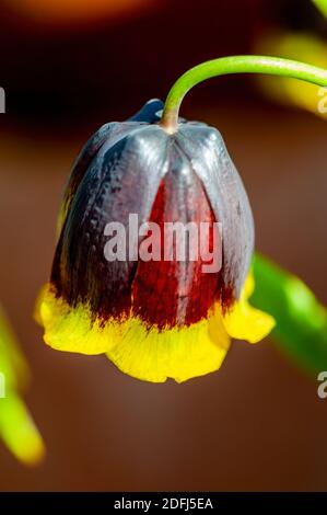 Fritillaria Michailovskyi allgemein bekannt als Fritillaria Michailovski eine gemeinsame Frühlingsblume bauchige fritillary blühende Pflanze, Stock Foto Bild Stockfoto