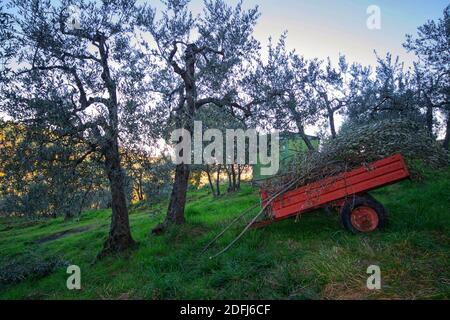 Olivenhain mit einem Wagen beladen mit Olivenzweigen während Die Erntezeit Stockfoto