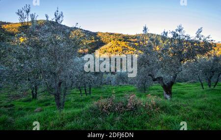 Panoramablick auf einen Olivenhain in der toskanischen Landschaft in der Nähe der Berge unter dem ersten Licht der Dämmerung. Herbstlandschaft im Hintergrund Stockfoto