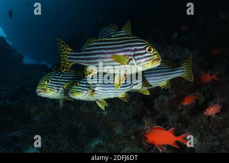 Orientalischer Sweetlips im Indischen Ozean (Plectorhinchus vittatus). Unterwasserwelt der Malediven Stockfoto