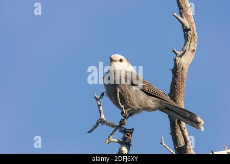 Grau-Jay (Perisoreus Canadensis) Stockfoto