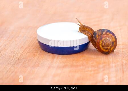 Eine Schnecke kriecht auf ein Glas Gesichtscreme auf einer Holzoberfläche. Hautpflegekonzept. Heilender Schneckenschleim. Stockfoto