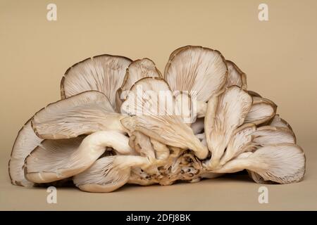 Austernpilze sind eine Art von essbaren Pilzen. Fruchtkörper von Pilzen mit ihren fleischigen Kiemen (Hymenium) liegen auf ockerem Hintergrund. Stockfoto