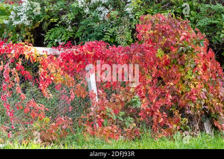 selbstkletternder woodbine, Parthenocissus quinquefolia mit bunten Herbstblättern klettert auf einen Zaun mit Drahtgeflechten. Stockfoto