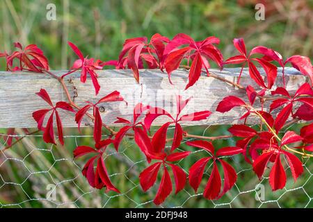 selbstkletternder woodbine, Parthenocissus quinquefolia mit bunten Herbstblättern klettert auf einen Zaun mit Drahtgeflechten. Stockfoto