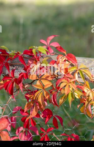 selbstkletternder woodbine, Parthenocissus quinquefolia mit bunten Herbstblättern klettert auf einen Zaun mit Drahtgeflechten. Stockfoto