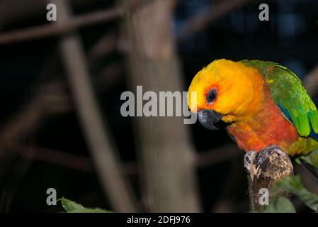 Jandaya Conure (Aratinga jandaya) Stockfoto