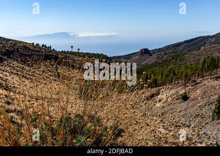 Landschaft mit einem Sonnenblumenfeld auf teneriffa Stockfoto