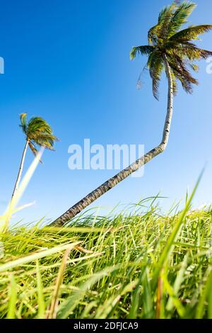 Atemberaubende Aussicht auf eine verbogene Palme auf der wunderschönen Insel Corregidor. Stockfoto