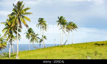 Atemberaubende Aussicht auf eine verbogene Palme auf der wunderschönen Insel Corregidor. Stockfoto