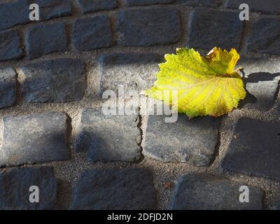 Gelbe Herbstbaumblätter auf der grauen Kopfsteinpflasterstraße in der Innenstadt von Budapest, Ungarn Stockfoto