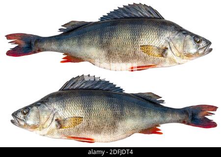 Großer Flussbarsch Fisch isoliert auf weißem Hintergrund mit Clipping Pfad. River Bass isoliert auf weißem Hintergrund. Stockfoto