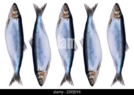 Setzen Sie Heringsfische isoliert auf weißen Hintergrund. Gefrorene Gruppe von Fischen. iced atlantic Fisch. Heringe. Heringsmuster. Heringsstruktur. Leerer Raum. Kopieren Stockfoto