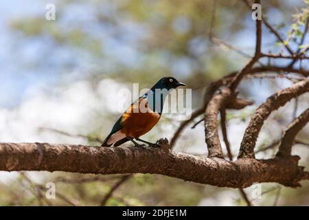 Ein hervorragender Sternvogel sitzt auf einem Baumzweig im Serengeti Nationalpark, Tansania, Afrika Stockfoto