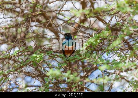 Ein hervorragender Sternvogel sitzt auf einem Baumzweig im Serengeti Nationalpark, Tansania, Afrika Stockfoto