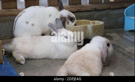 Weiße Farbe Kaninchen oder Hase sitzen und spielen auf Zementboden im Haus und trocken Gerste Stroh und Wasser in Tablett neben ihnen. Sie sehen ein bisschen flauschig an Stockfoto