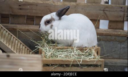 Weiße Farbe Kaninchen oder Hase sitzen und spielen auf Zementboden im Haus und trocken Gerste Stroh und Wasser in Tablett neben ihnen. Sie sehen ein bisschen flauschig an Stockfoto