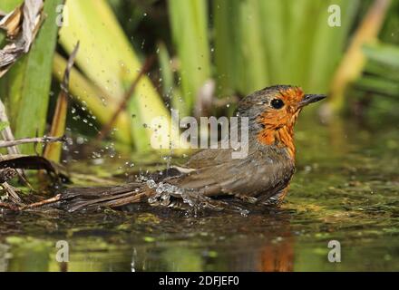 Europäischer Robin (Erithacus rubecula melophilus) Erwachsene Baden im Teich Eccles-on-Sea, Norfolk, Großbritannien Mai Stockfoto