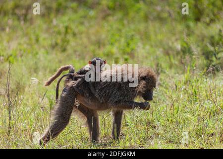 Mutter und Baby Olive Baboon auf einem Spaziergang im Serengeti Nationalpark, Tansania, Afrika Stockfoto