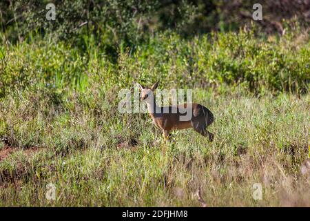 DIK-Dik die kleinste Art von Antilope im Serengeti Nationalpark, Tansania, Afrika Stockfoto