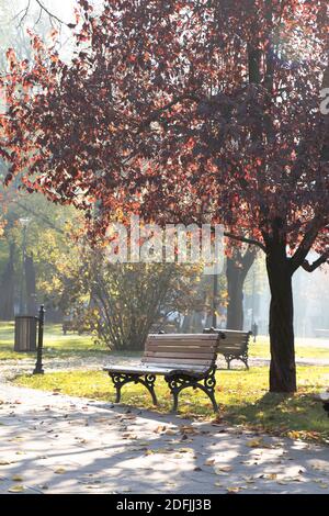 Leere Bank unter dem Baum im öffentlichen Park auf Ein sonniger und nebliger Herbstmorgen Stockfoto